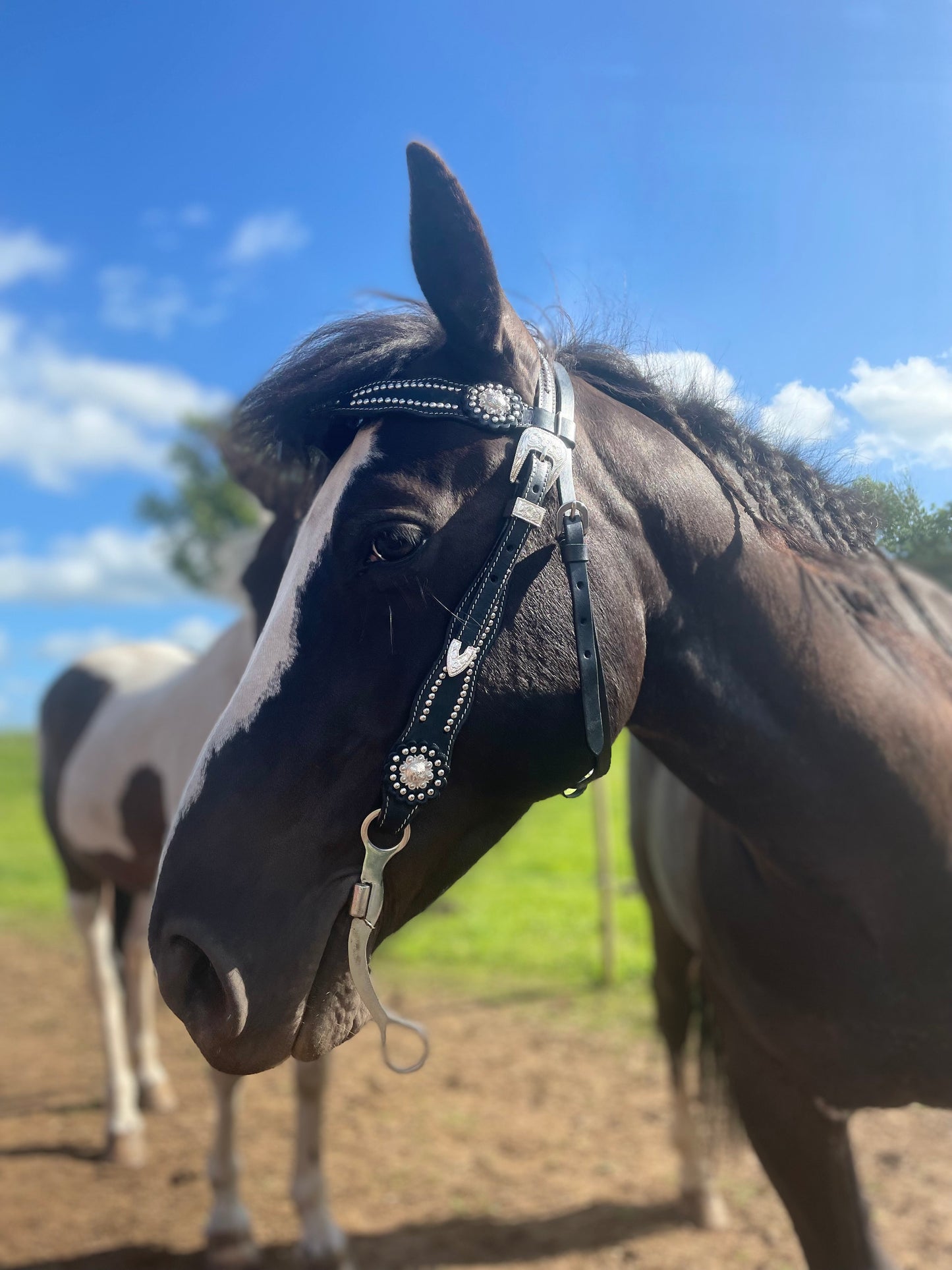 Wildwestrebell träns futurity svart Westernträns med Pannband, Silverdetaljer & Conchos – Perfekt för Show och Vardag