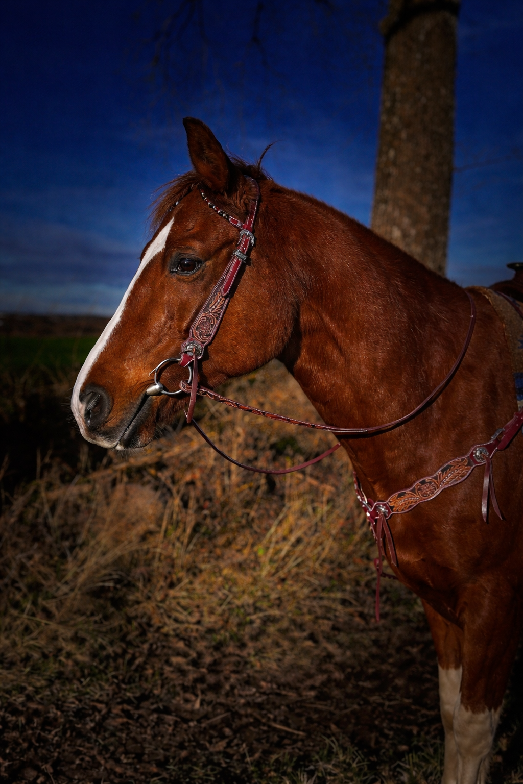 WWR Western set with two-eared snaffle and breast collar in vintage look with leather straps