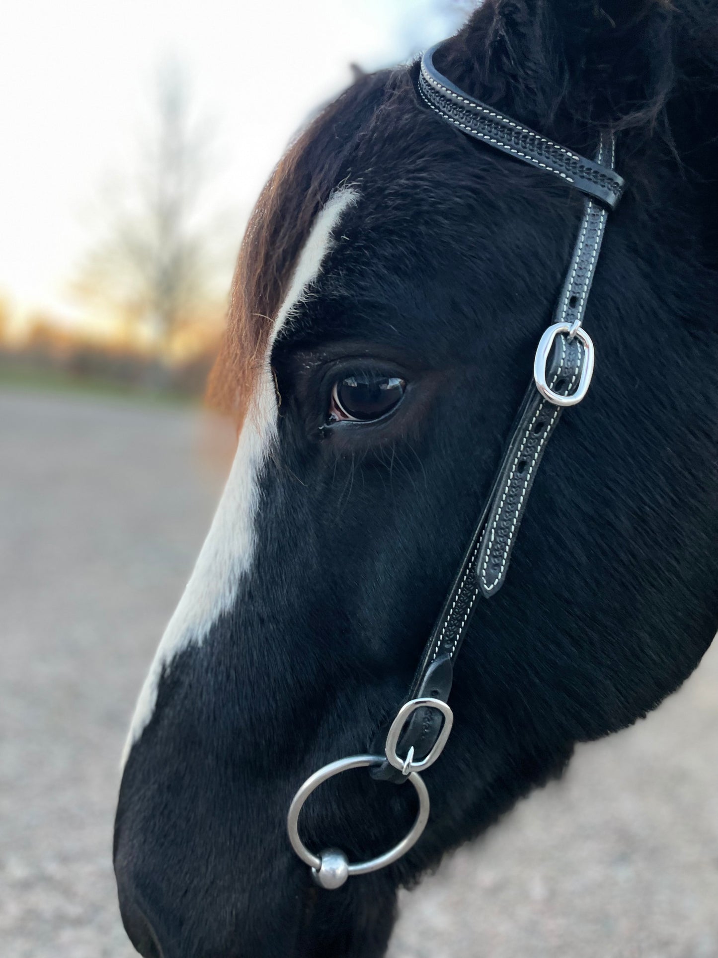 wildwestrebell westernträns med snabb fästen till bett träns training black piece
