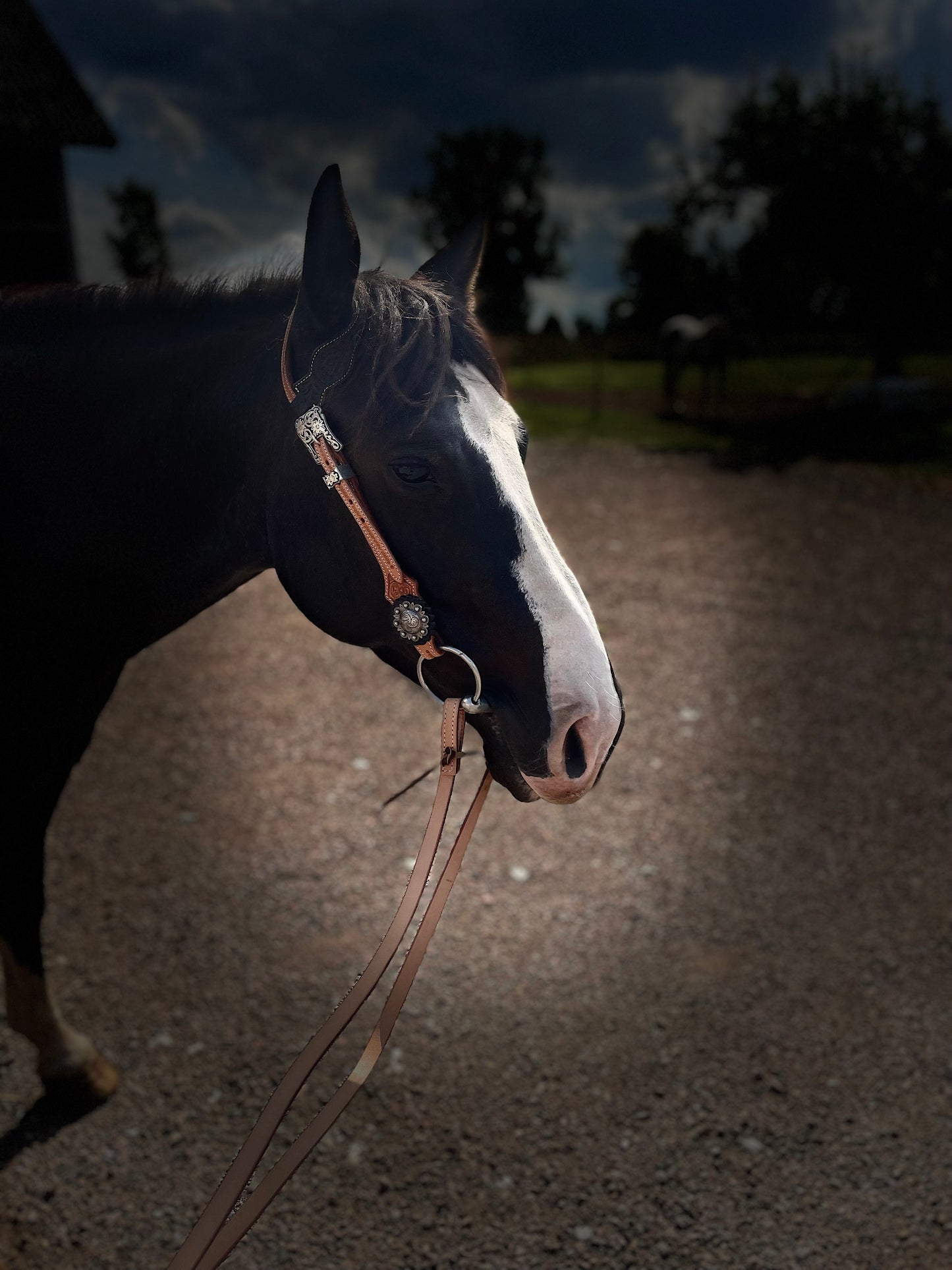 wildwestrebell westernträns  brand new start