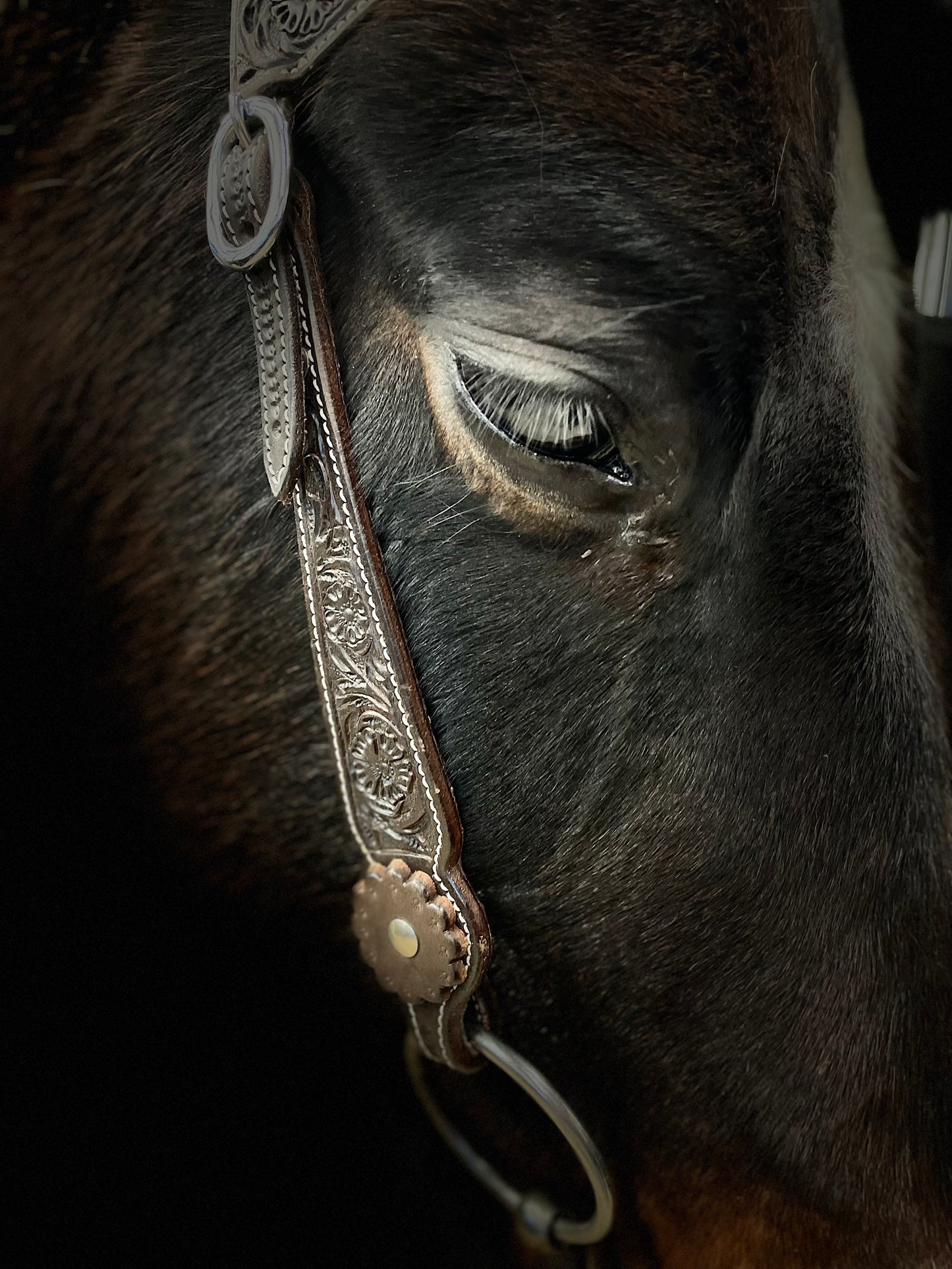 Wildwestrebell Westernträns med två one ears silver mörkbrun