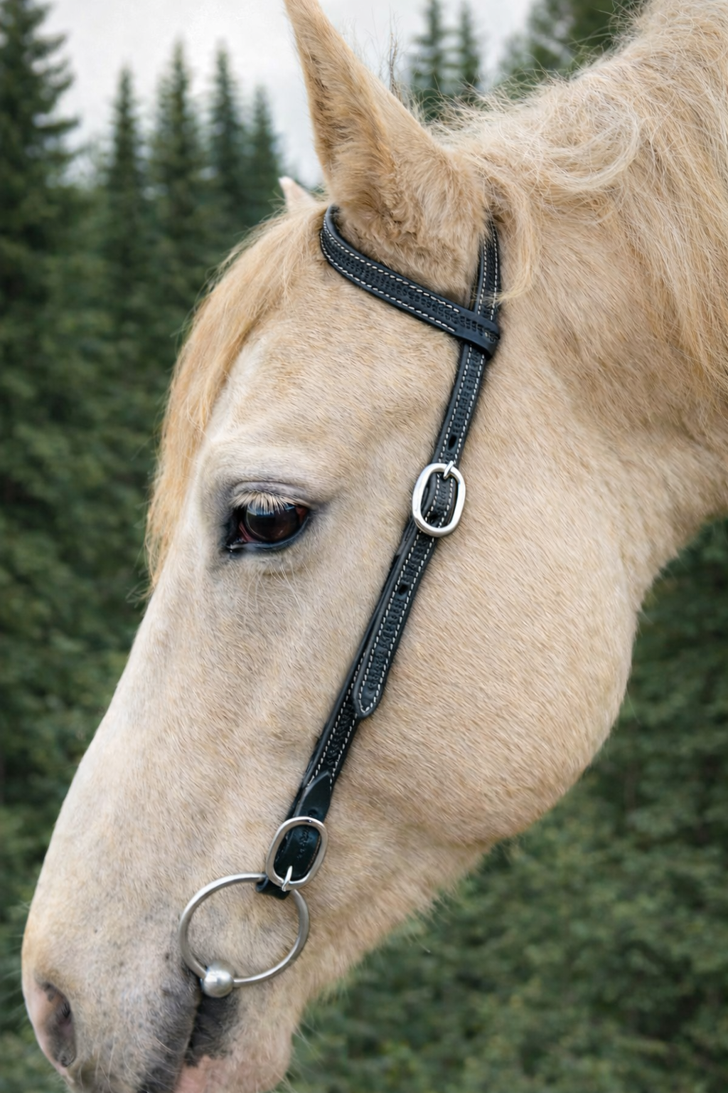 wildwestrebell westernträns med snabb fästen till bett träns training black piece